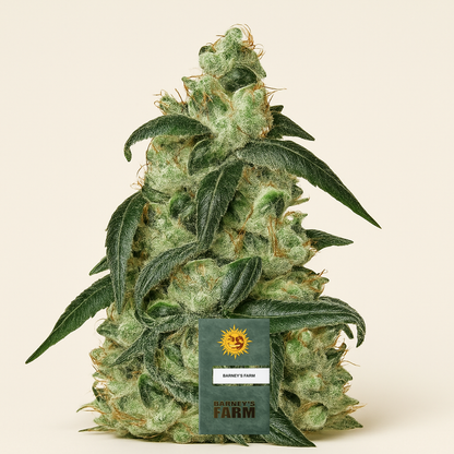 Wedding Cake Auto feminisierte Samen (Barney’s Farm)