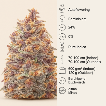 Dark Lemonade Auto feminisierte Samen (Delicious Seeds)