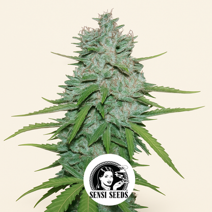 Northern Lights #5 X Haze (Sensi Seeds) Cannabis-Samen