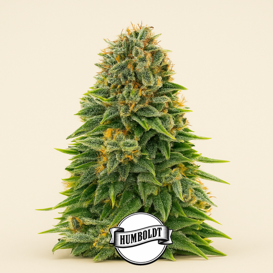 Dream Queen Autoflower feminisierte Samen (Humboldt Seed Company)
