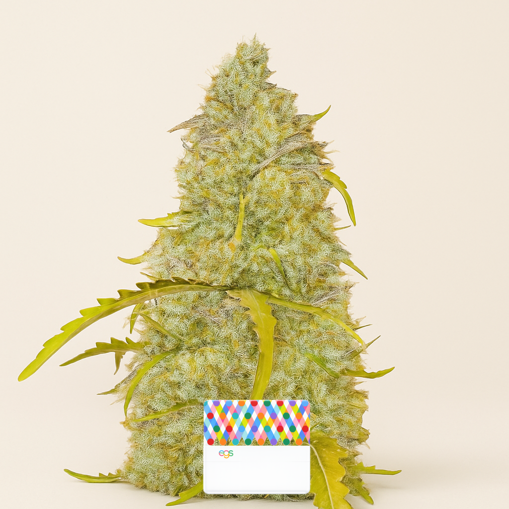 Black Herer Autoflower feminisierte Samen (EGS)