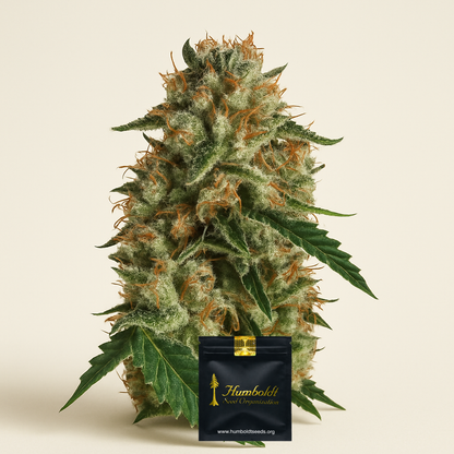 Sapphire OG (Humboldt Seeds Organization) Cannabis-Samen