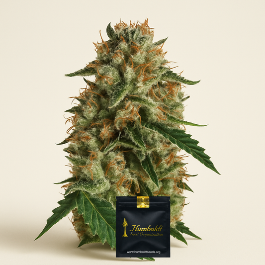 Sapphire OG (Humboldt Seeds Organization) Cannabis-Samen