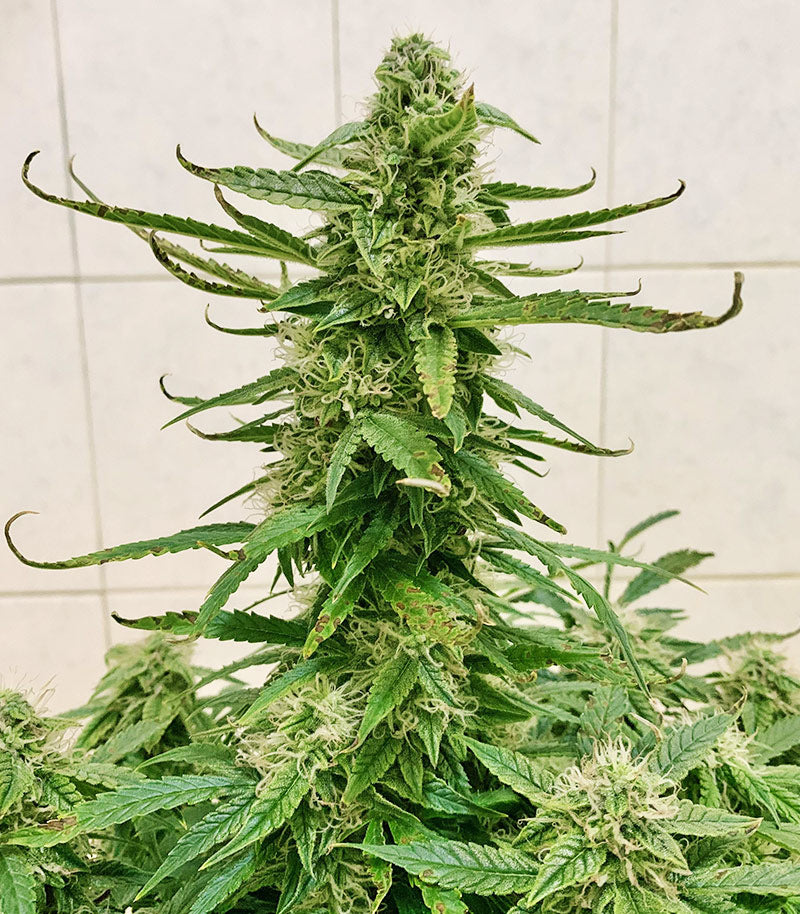 Runtz Auto Cannabispflanze – Barney's Farm, Foto 7
