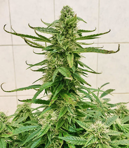 Runtz Auto Cannabispflanze – Barney's Farm, Foto 7
