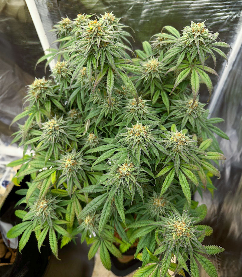 Sour Strawberry Cannabispflanze – Barney's Farm, Foto 2