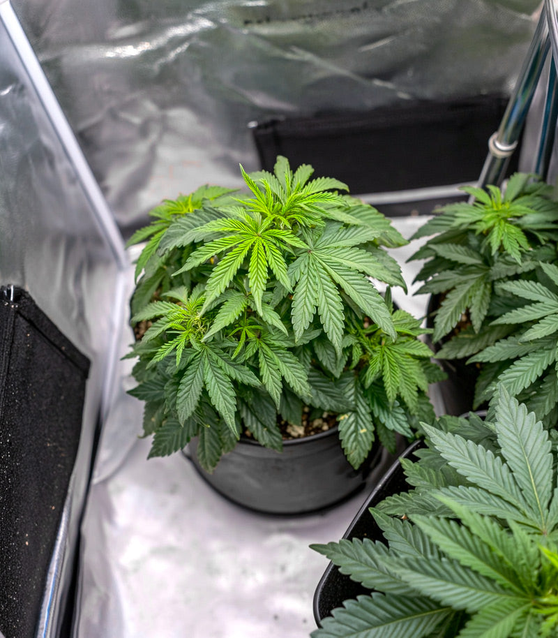 Super Boof Cannabispflanze – Barney's Farm, Foto 4