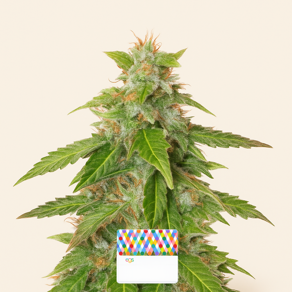 Quarter Pounder Autoflower feminisierte Samen (EGS)