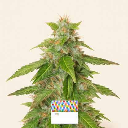 Quarter Pounder Autoflower feminisierte Samen (EGS)