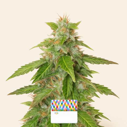 Quarter Pounder Autoflower feminisierte Samen (EGS)