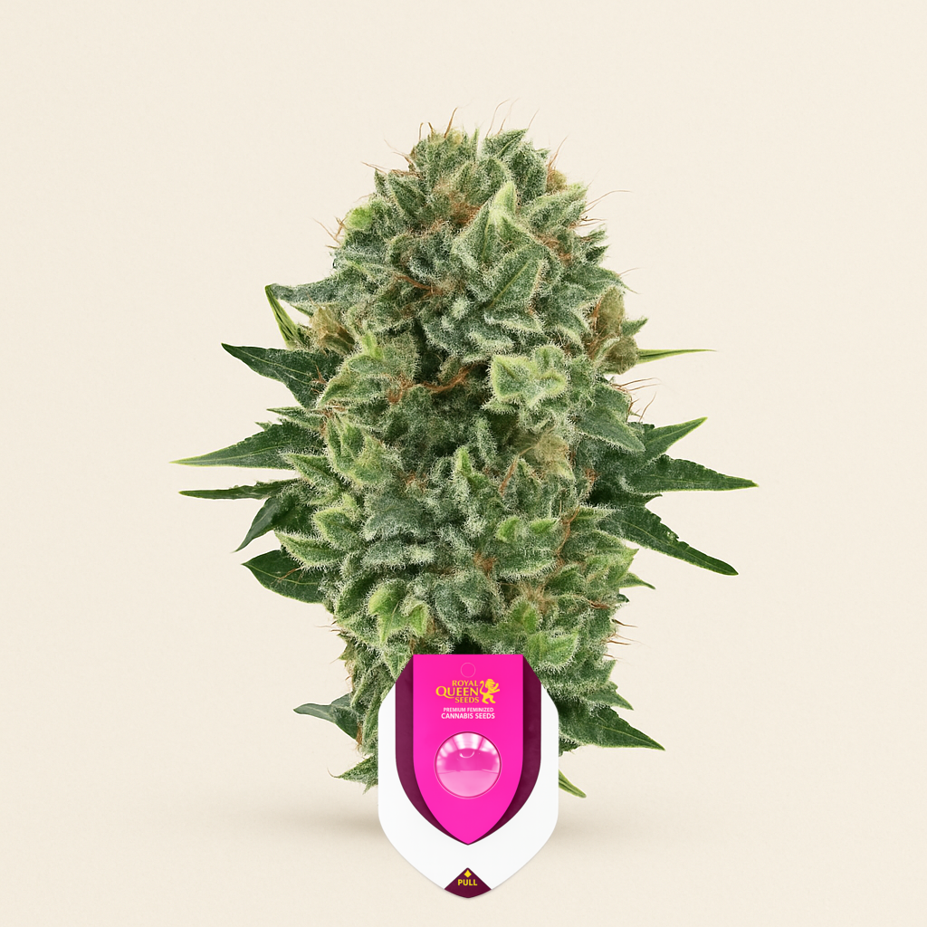 Bubble Kush (RQS) Cannabis-Samen