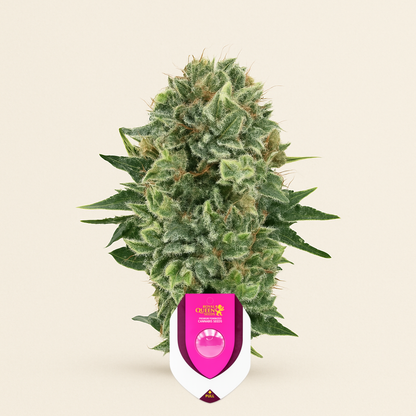 Bubble Kush (RQS) Cannabis-Samen