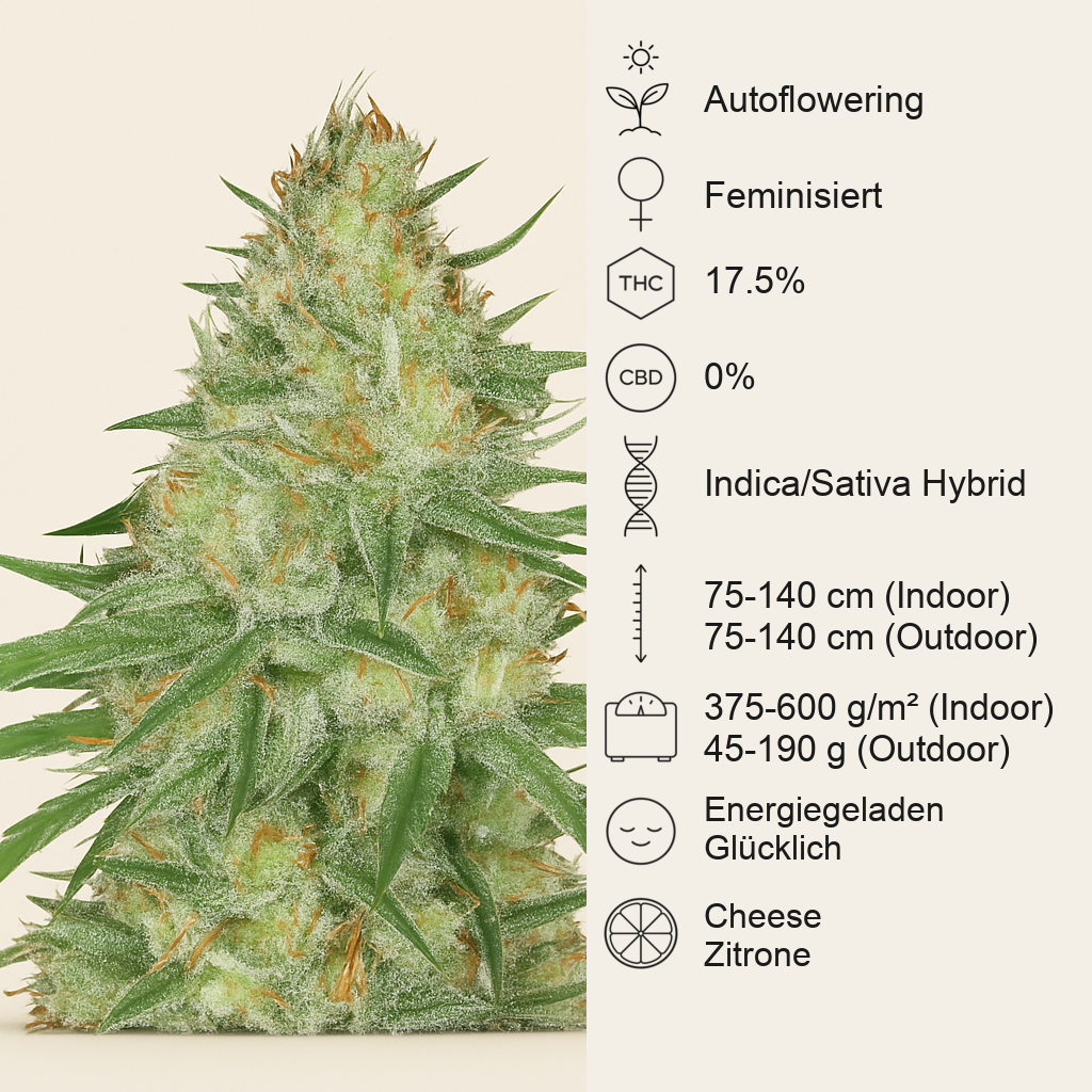Sweet Cheese XL Auto (Sweet Seeds) Cannabis-Samen
