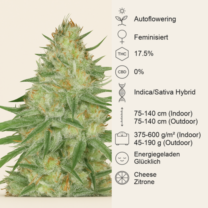 Sweet Cheese XL Auto (Sweet Seeds) Cannabis-Samen