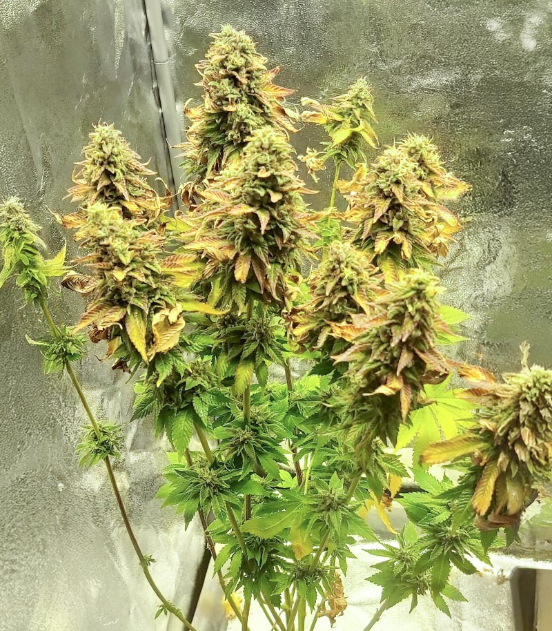 Blue Pyramid Cannabispflanze – Pyramid Seeds, Foto 3