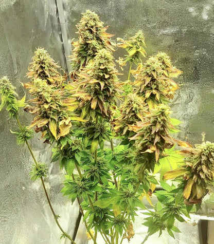 Blue Pyramid Cannabispflanze – Pyramid Seeds, Foto 3