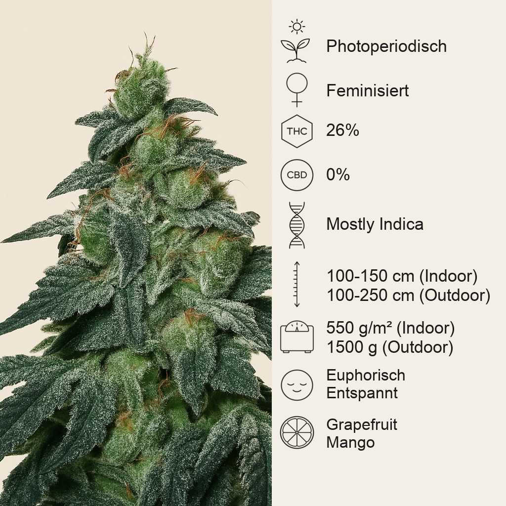 Golosa (Delicious Seeds) Cannabis-Samen