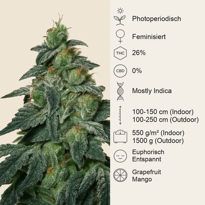 Golosa (Delicious Seeds) Cannabis-Samen