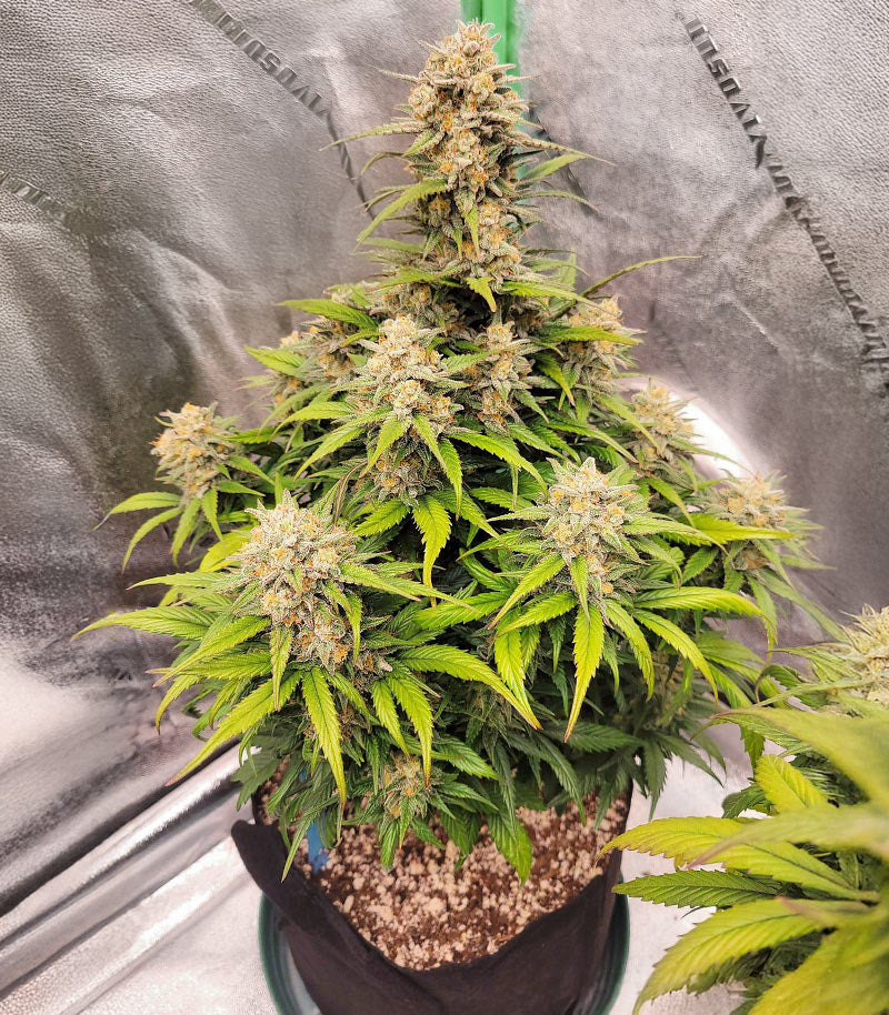 Papaya Cookies Auto Cannabispflanze – Fast Buds, Foto 2