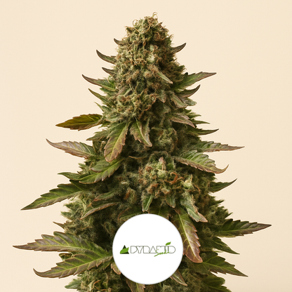 Watermelon Z (Pyramid Seeds) Cannabis-Samen