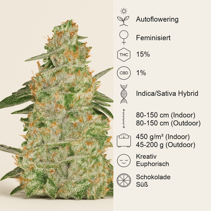 Auto White Widow (Pyramid Seeds) Cannabis-Samen