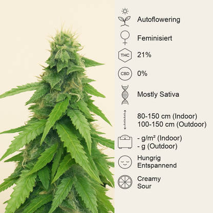 Humboldt Sour Diesel Autoflower feminisierte Samen (Humboldt Seed Company)