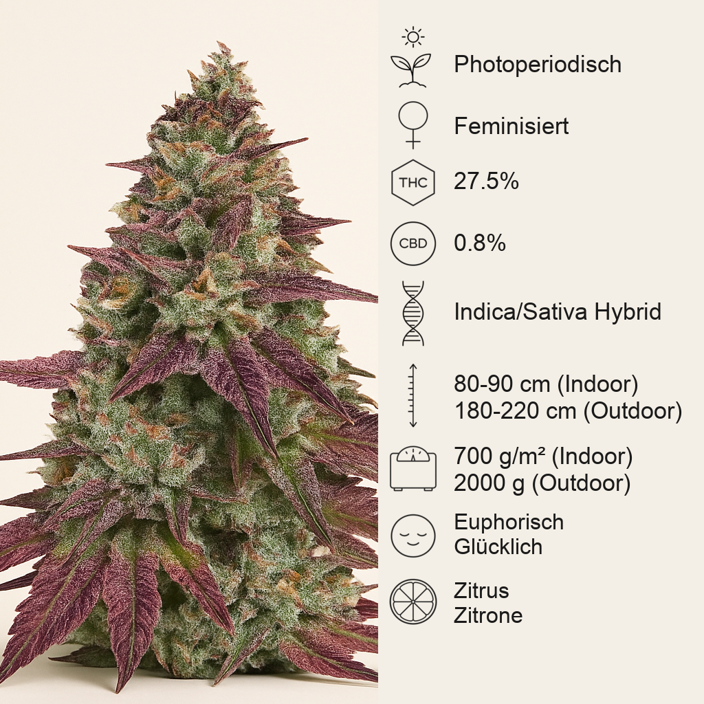 Mimosa EVO feminisierte Samen (Barney's Farm)