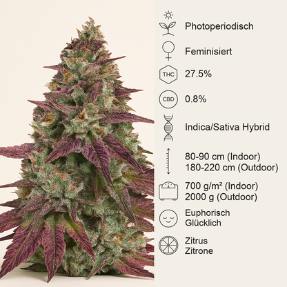 Mimosa EVO feminisierte Samen (Barney's Farm)