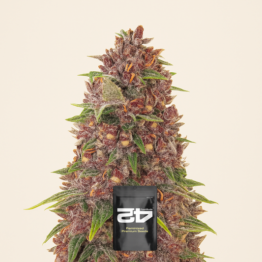 C4 Auto (Fast Buds) Cannabis-Samen
