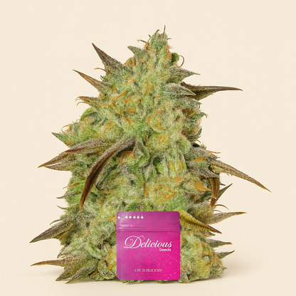 Marmalate Early Version (Delicious Seeds) Cannabis-Samen