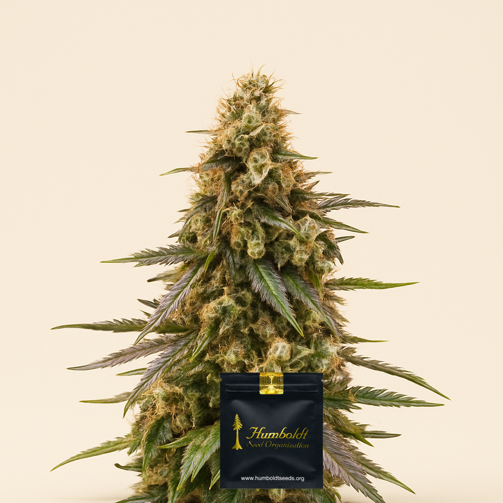 Chem-Bomb Auto (Humboldt Seeds Organization)