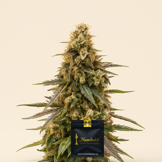Chem-Bomb Auto (Humboldt Seeds Organization)
