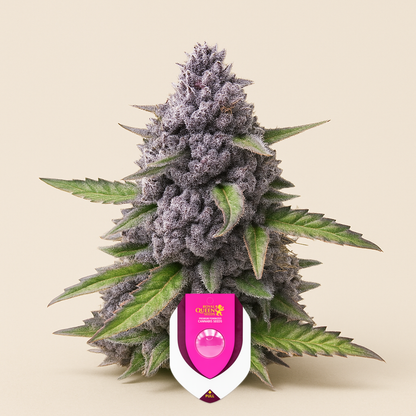 Mimosa Automatic feminisierte Samen (Royal Queen Seeds)