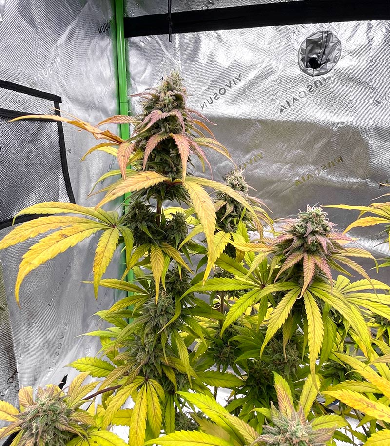 Super Lemon Cloud Auto Cannabispflanze – Herbies Seeds, Foto 4