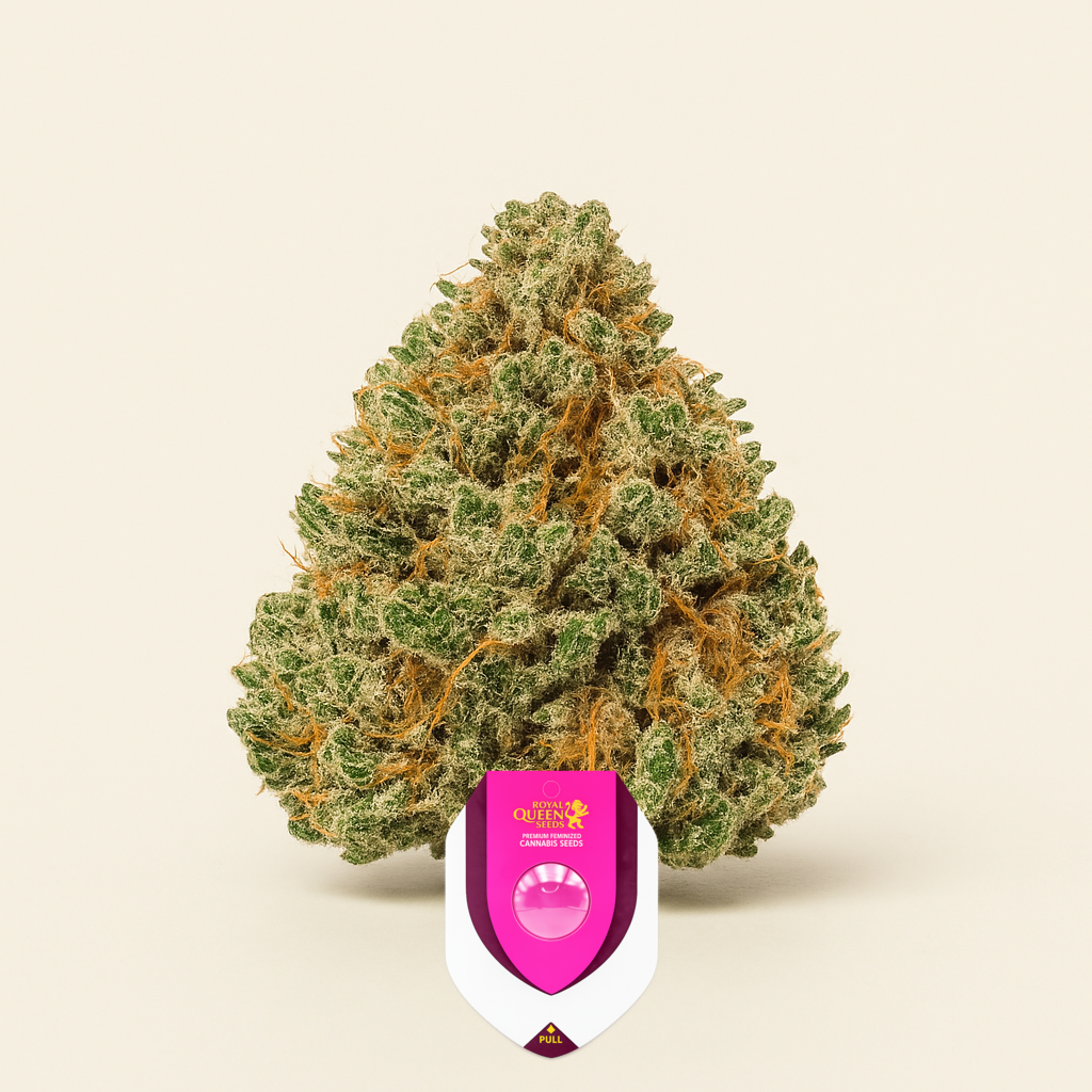 Green Crack Punch (Green Punch) (RQS) Cannabis-Samen