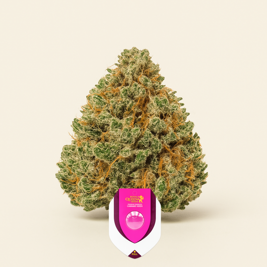 Green Crack Punch (Green Punch) (RQS) Cannabis-Samen