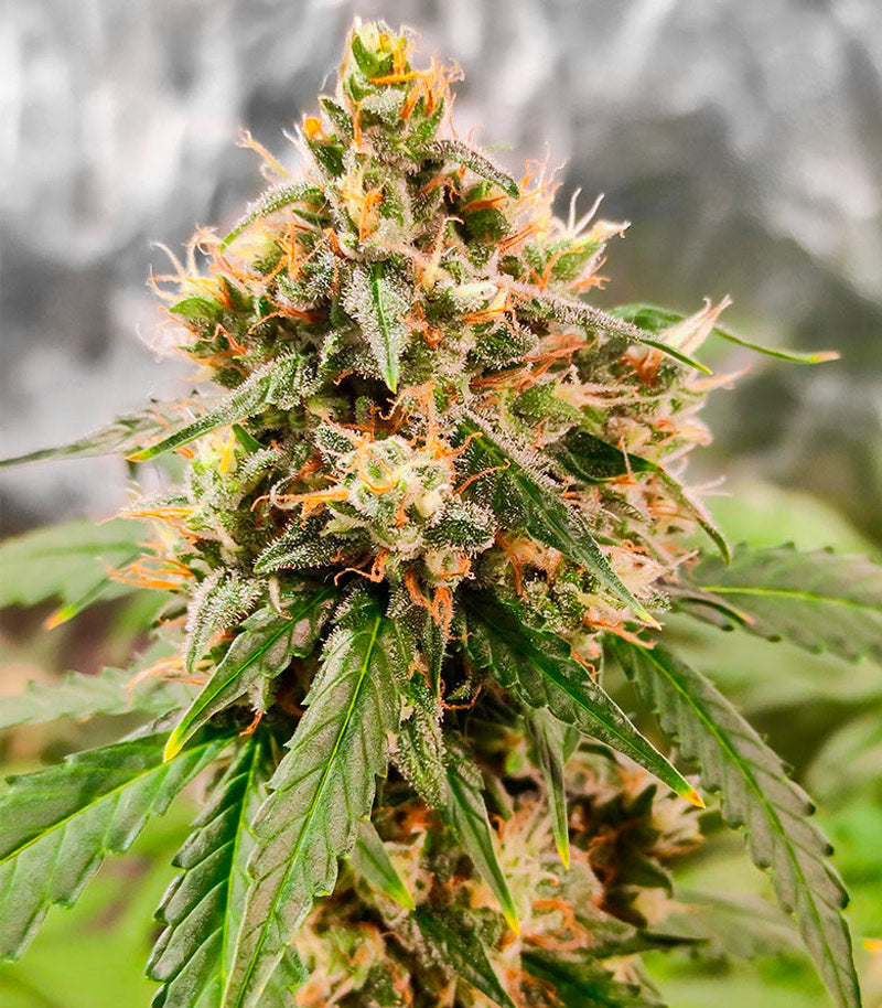 Wedding Cake Autoflower Cannabispflanze – EGS, Foto 1