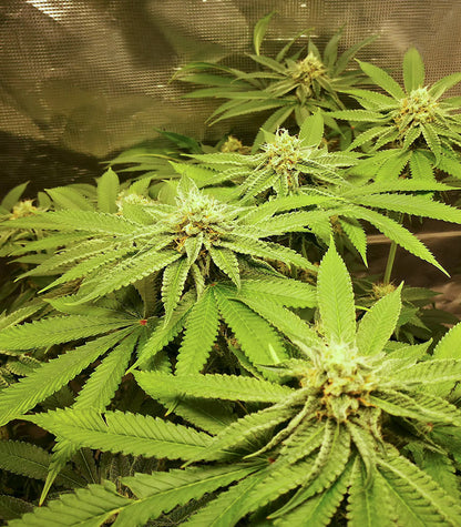 Biscotti Mintz Cannabispflanze – Barney's Farm, Foto 4