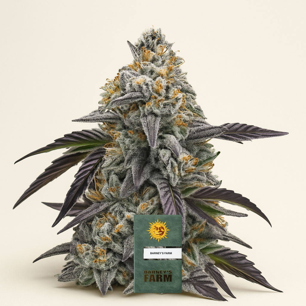 Rainbow Sherbet feminisierte Samen (Barney's Farm)