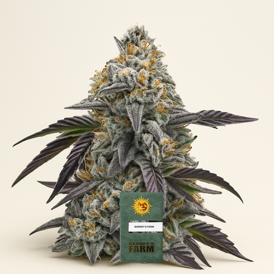 Rainbow Sherbet feminisierte Samen (Barney's Farm)