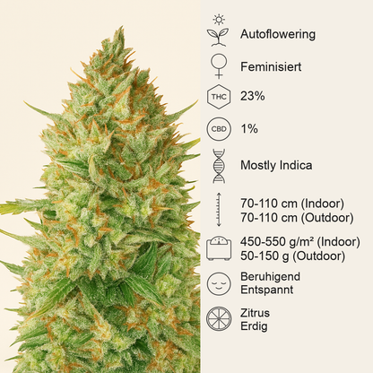 Original Auto OG Kush (Fast Buds) Cannabis-Samen