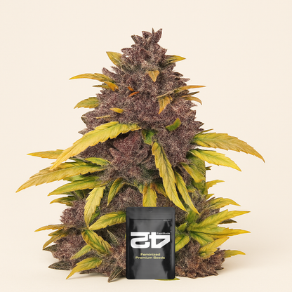 LSD-25 Auto feminisierte Samen
