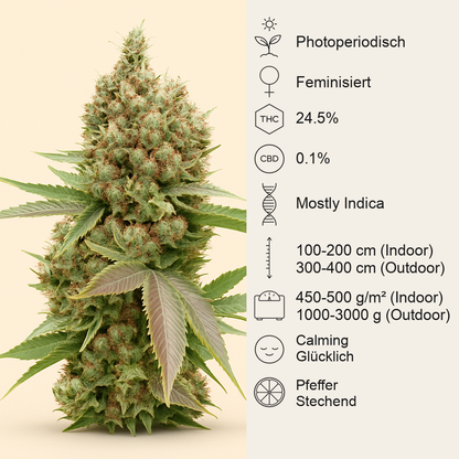 Banana Sapphire Samen feminisiert (Humboldt Seeds Organization)