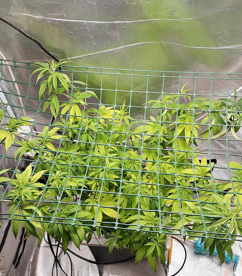 Lemon Drizzle Cannabispflanze – Barney's Farm, Foto 3