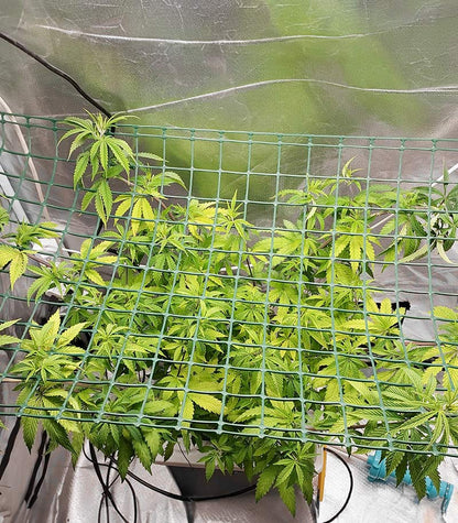 Lemon Drizzle Cannabispflanze – Barney's Farm, Foto 3
