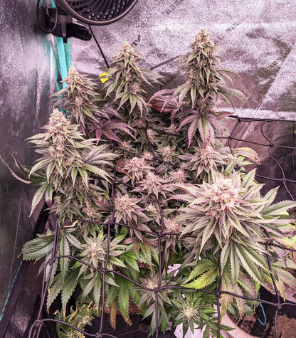 Runtz Cannabispflanze – Barney's Farm, Foto 2