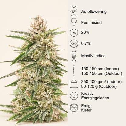 Skywalker Autoflower feminisierte Samen (Seedkeepers)