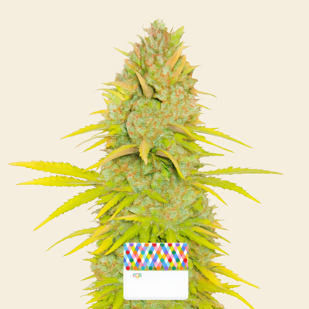 Candy Kush Fast Version feminisierte Samen (EGS)