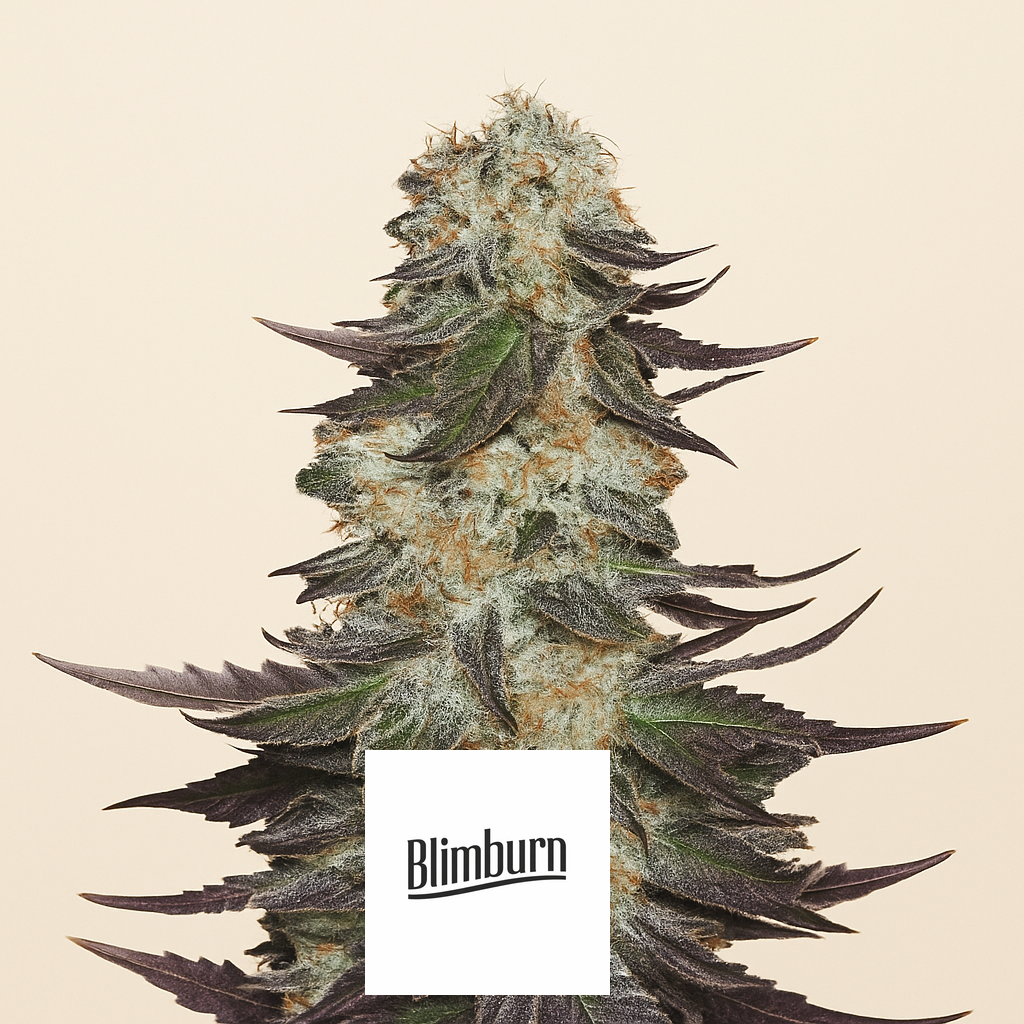 Gelato (BlimBurn Seeds) Cannabis-Samen