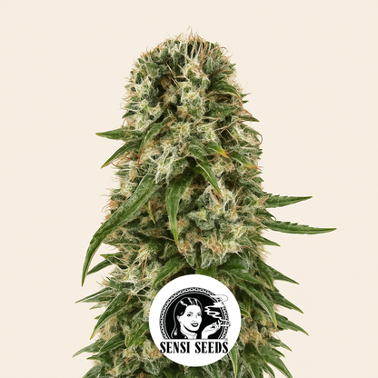 Big Bud Automatic (Sensi Seeds) Cannabis-Samen